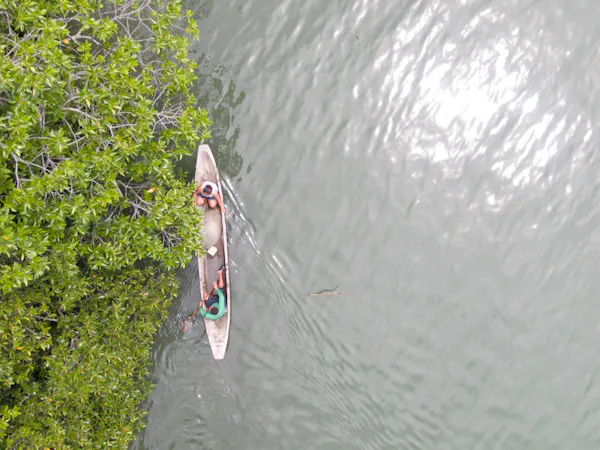 How mangroves provide coastal resilience in the Global South